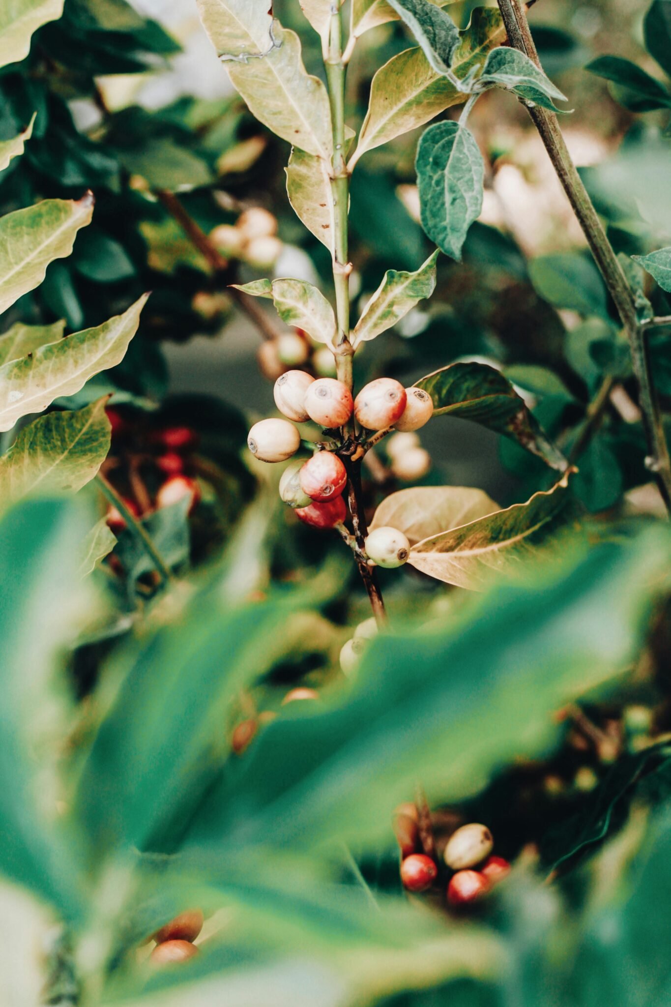 coffee beans image
